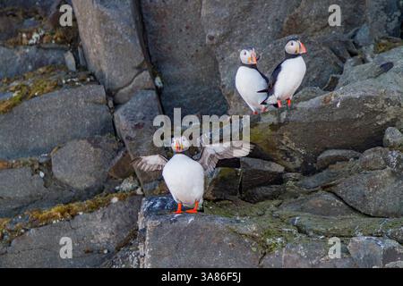 Pulcinelle di mare dell'Atlantico adulte (Fratercula arctica), riproduzione sull'isola di Bolscheoya nell'arcipelago delle Svalbard, Norvegia Foto Stock