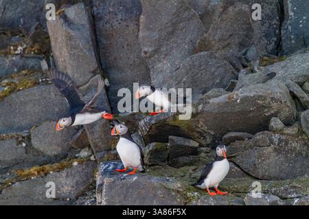 Pulcinelle di mare dell'Atlantico adulte (Fratercula arctica), riproduzione sull'isola di Bolscheoya nell'arcipelago delle Svalbard, Norvegia Foto Stock