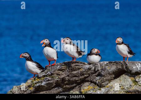 Puffin di Atlantin adulta (Fratercula arctica) durante la stagione riproduttiva, Isfjardjup, regione di Westfjords, Islanda nordoccidentale Foto Stock