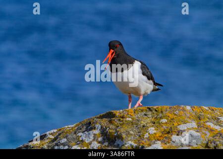 Oystercatcher eurasiatico adulto (Haematopus ostralegus ostralegus) in piuma riproduttiva a Isfjardjup, Islanda Foto Stock