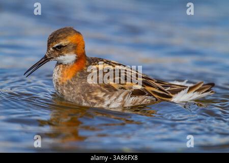 Falaropo dal collo rosso adulto (Phalaropus lobatus) in piumaggio da riproduzione su Flatey Island, Islanda Foto Stock
