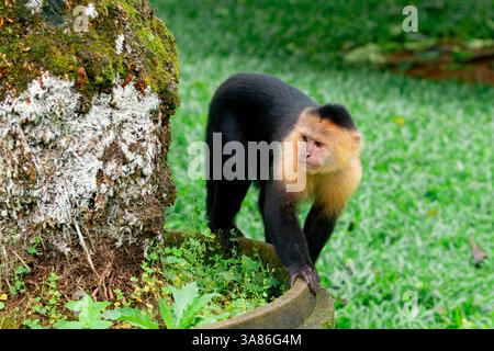 cappuccino panamense di fronte bianco (imitatore Cebus), Costa Rica Foto Stock