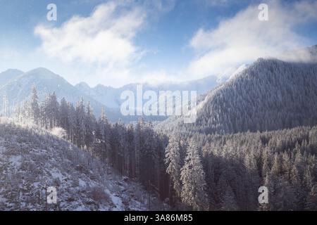 Vista aerea degli abeti innevati, Polonia Foto Stock