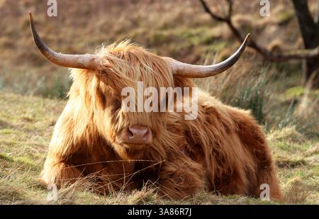 Highland Cow, Glencoe, Highland, Scozia, Regno Unito Foto Stock