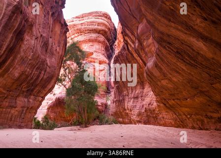 Canyon con pareti di arenaria nella riserva naturale di Sharaan, Alula, provincia di Medina, Arabia Saudita Foto Stock