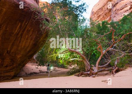 Donna che cammina con il faro sul fondo del canyon con pareti di arenaria nella riserva naturale di Sharaan, Alula, provincia di Medina, Arabia Saudita Foto Stock