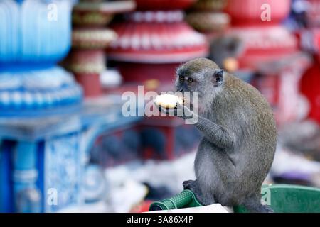 Scimmia selvatica presso la grotta di Batu, tempio indù, Kuala Lumpur, Malesia Foto Stock