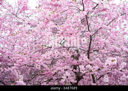 Albero di ciliegio pieno fiore con densa serie di delicati fiori rosa, che creano un paesaggio primaverile da sogno e vibrante. Foto Stock
