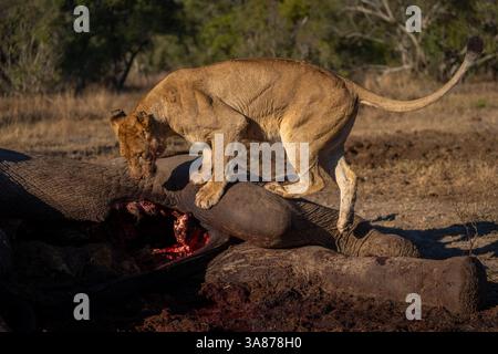 Lioness sta ispezionando la carcassa africana di elefanti Foto Stock