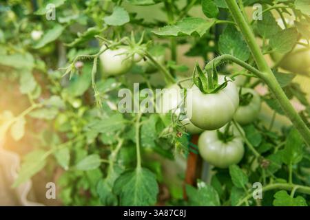 I pomodori e i frutti giovani crescono e gli ologrammi con icone di cura e sviluppo. Concetto di innovazione agricola e agricola. Elemento di progettazione. Foto Stock