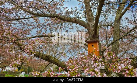 A wooden light brown birdhouse for a sakura tree on a tree, which will soon bloom in pink flowers. Nature in anticipation. Foto Stock