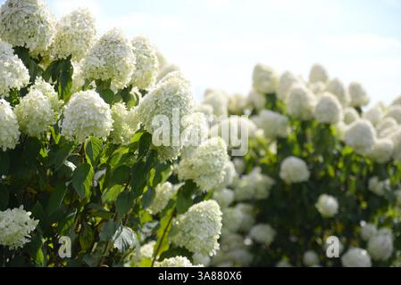 Un cespuglio di Hydrangea bianco in fiore. Foto Stock