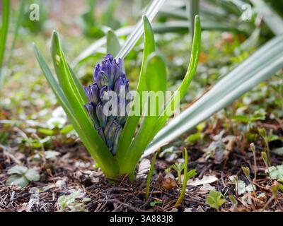 Giovane gemma di Giacinto su un letto da giardino. Concetto di fiore primaverile. Foto Stock