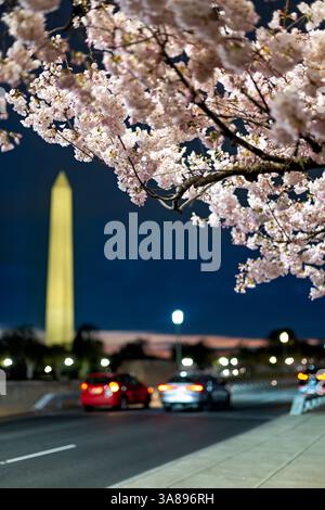 Fiori di ciliegio con il Washington Monument a Washington DC | WASHINGTON DC, Stati Uniti — I fiori di ciliegio si inarcano sopra una vista dal bordo della strada del Washington Monument al crepuscolo, incorniciando l'obelisco illuminato oltre una fila di auto che passano. I ciliegi Yoshino raffigurati qui discendono dal dono del Giappone del 1912 e fioriscono ogni anno in una mostra seguita dal National Park Service dal 1921. Foto Stock
