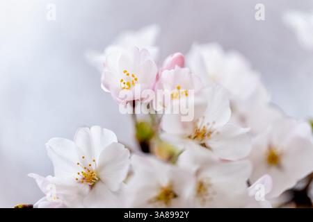 WASHINGTON DC - Una vista dettagliata mostra i fiori di un ciliegio Yoshino vicino al bacino delle Tidal. Il National Park Service dichiara il picco di fioritura quando il 70% di questi fiori è stato inaugurato, un evento celebrato dall'annuale National Cherry Blossom Festival. Gli alberi originali erano un dono del Giappone agli Stati Uniti nel 1912. Foto Stock