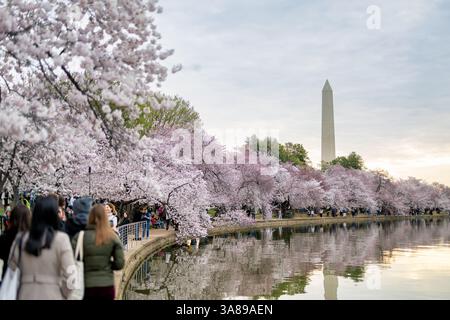 WASHINGTON DC - i fiori di ciliegio raggiungono la massima fioritura lungo il bacino delle maree, con il monumento a Washington visibile sullo sfondo. I ciliegi Yoshino, un dono del Giappone nel 1912, attirano più di 1,5 milioni di visitatori durante l'annuale National Cherry Blossom Festival. Il picco di fioritura viene dichiarato quando il 70% dei fiori si è aperto. Foto Stock