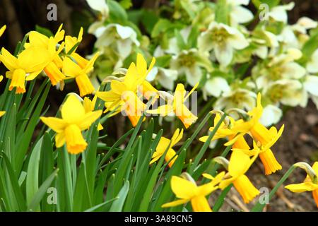 Narcisi ed eliborei combinati piantano in un giardino primaverile. REGNO UNITO Foto Stock