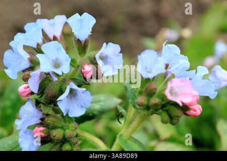 Pulmonaria Blue Ensign. Perenne decidua che fornisce copertura del terreno e fiori blu distintivi in primavera. REGNO UNITO Foto Stock