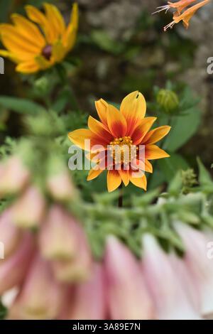 Margherite africane arancioni in un giorno d'estate al giardino di Monet a Giverny, in Francia. Foto Stock