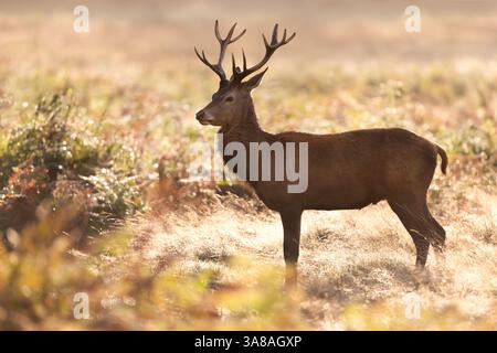 Giovane cervo rosso in piedi nell'erba all'alba in autunno, Regno Unito. Foto Stock