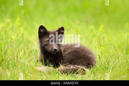 Femmina di volpe artica giace in un prato, Islanda Foto Stock