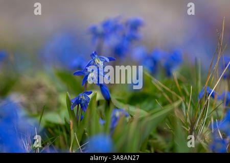 Fiori blu squill siberiano (Scilla siberica). Pianta del prato con fiori blu nell'erba. Sfondo floreale primaverile. Squill blu siberiano Foto Stock