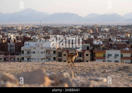 Hurghada Themenbild - Skyline der Stadt Hurghada vom Aussichtspunkt streunender Hund, Egitto, 27.03.2025 Themenbild - Skyline der Stadt Hurghada vom Aussichtspunkt streunender Hund, Egitto, 27.03.2025 Blick auf die Skyline von der Stadt Hurghada in Aegypten am Roten Meer beim Sonnenuntergang einem Straßenhund. *** Hurghada immagine skyline a tema della città di Hurghada dal punto di vista cane randagio, Egitto, 27 03 2025 immagine skyline a tema della città di Hurghada dal punto di vista cane randagio, Egitto, 27 03 2025 Vista dello skyline della città di Hurghada in Egitto sul Mar Rosso al tramonto con Foto Stock
