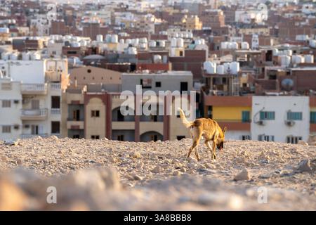 Hurghada Themenbild - Skyline der Stadt Hurghada vom Aussichtspunkt streunender Hund, Egitto, 27.03.2025 Themenbild - Skyline der Stadt Hurghada vom Aussichtspunkt streunender Hund, Egitto, 27.03.2025 Blick auf die Skyline von der Stadt Hurghada in Aegypten am Roten Meer beim Sonnenuntergang einem Straßenhund. *** Hurghada immagine skyline a tema della città di Hurghada dal punto di vista cane randagio, Egitto, 27 03 2025 immagine skyline a tema della città di Hurghada dal punto di vista cane randagio, Egitto, 27 03 2025 Vista dello skyline della città di Hurghada in Egitto sul Mar Rosso al tramonto con Foto Stock