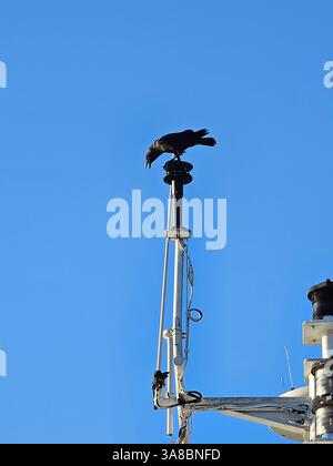 Un corvo nero si trova sulla cima di un albero di una barca o di una nave contro un cielo azzurro. Foto Stock