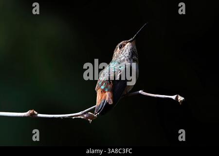 Colibrì rozzo femminile arroccato su un ramoscello Foto Stock