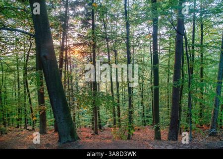Rinascita della natura in Renania-Palatinato - colore verde delle foglie e colore arancione delle foglie morte sul terreno Foto Stock