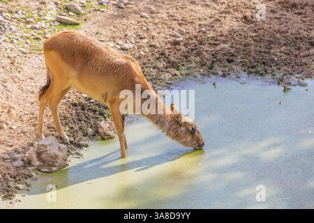Voduska Abok - Kobus megaceros si trova accanto all'acqua verde nuvolosa e alle bevande. Foto Stock