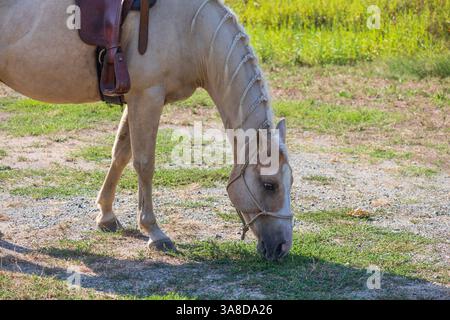 Bellissimo cavallo bianco sul pascolo. Il cavallo ha un halter. Foto Stock