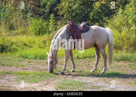 Bellissimo cavallo bianco sul pascolo. Il cavallo ha un halter. Foto Stock