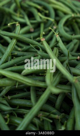 Primo piano di fagioli verdi appena raccolti dal campo Foto Stock