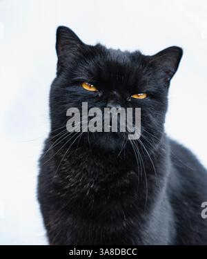 Primo piano di un gatto britannico nero con la faccia arrabbiata isolata su sfondo bianco Foto Stock