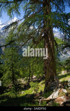 Il grandissimo larice europeo nella valle di Mattertal - Svizzero. Foto Stock
