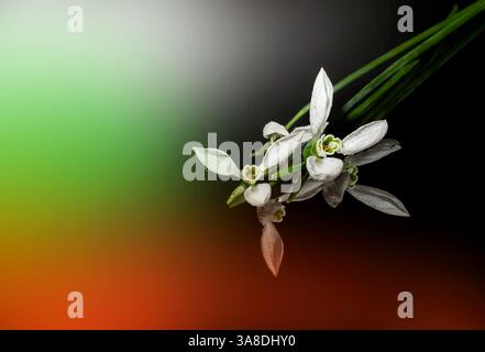 Mettere a fuoco l'immagine macro impilata di un fiore di una goccia di neve Foto Stock