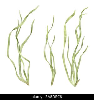 Alghe marine verdi provenienti dal mondo sottomarino dell'oceano. Illustrazione in acquerello in digitale. Una serie di cespugli di alghe ondeggianti, isolati su una ba bianca Foto Stock