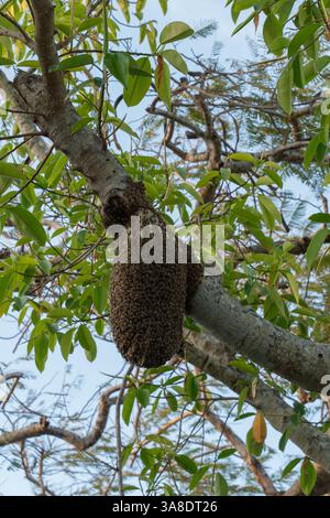 Un grande sciame di api che forma un alveare naturale su un ramo d'albero, circondato da foglie verdi e adagiato contro un cielo blu. Foto Stock