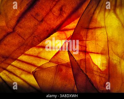 MACROFOTOGRAFIA DI BUCCE DI CIPOLLA RETROILLUMINATE. Foto Stock