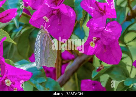 Un'esotica farfalla bianca angolata-zolfo che si nutre di un fiore di bouganville, in un giardino nelle montagne andine orientali della Colombia centrale. Foto Stock
