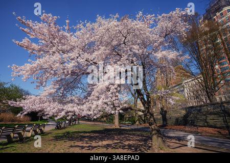 Ciliegi e prugne fioriscono nel parco di Manhattan River Drive Foto Stock