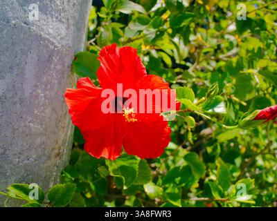 Ravvicinati al vivace ipbisco rosso rosa sinensis con un centro scuro e una stinca gialla, sullo sfondo di un fogliame verde e di una luce Foto Stock