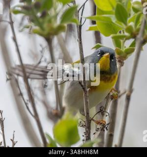 (Ottawa, Canada---30 aprile 2024) Parula settentrionale vicino al fiume Rideau vicino al ponte Billings. Foto Stock
