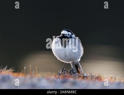 Wagtail bianco (Motacilla alba) poggiato a terra in primavera. Foto Stock