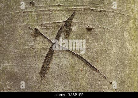 Un albero con una croce disegnata su di esso. La croce è scolpita nella corteccia dell'albero, ed è un simbolo di qualcosa di importante. La scena è un po' misteriou Foto Stock
