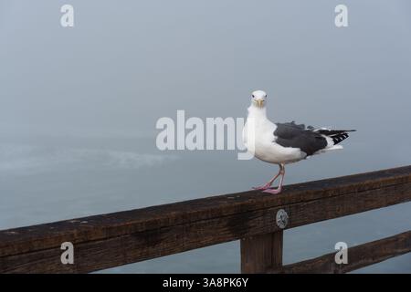 Primo piano di un gabbiano in piedi su una ringhiera di legno al molo di Oceanside durante il tempo nebbioso, evidenziando l'atmosfera costiera e lo sfondo sfocato. Foto Stock