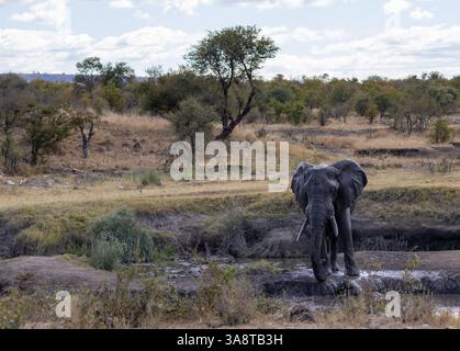 Grande toro di elefante fangoso (Loxodonta) in piedi in un flusso d'acqua nel Bush africano - Kruger National Park, Sudafrica. Foto Stock
