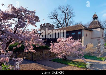 Basilea, St. Alban-Rheinweg, Letziturm, fiori di ciliegio, primavera, marzo, Svizzera, Basilea, città di Basilea Foto Stock